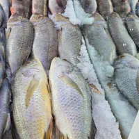 ماهی چنگو دم زرد و میگو|خوردنی و آشامیدنی|شیراز, تندگویان|دیوار