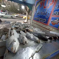 یخچال ماهی فروشی کفی شیب دار|فروشگاه و مغازه|تهران, ایران|دیوار