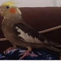 گمشده