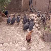 فروش مرغ شاخدار|حیوانات مزرعه|گوآور, |دیوار