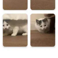 گربه بسیار زیبا