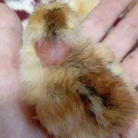 فروشی جوجه های دو هفته ای نزدیک 150تا40