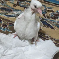 توضیحات بخون بعد پیام بده|پرنده|لوداب, |دیوار