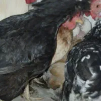دو عدد مرغ کرک