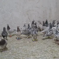 کبوتر یا کفتر سرور دورگ پلاکی