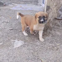 سگ نر|سگ|ایرانشهر, |دیوار