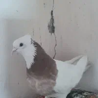 کبوتر طوقی