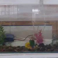 آکواریوم کوچک|ماهی|بم, |دیوار