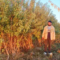 نهالستان بادام مردانی|گل و گیاه طبیعی|خوی, |دیوار