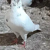 کبوتر نروماده