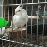 پرنده سرای طلایی|پرنده|رشت, آب و برق|دیوار