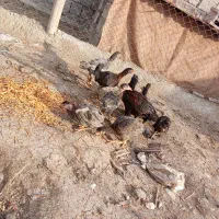 جوجه لاری ماده