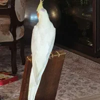 پرنده عروس هلندی