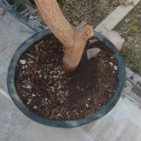 گل گیاه بدون آفت|گل و گیاه طبیعی|بوانات, |دیوار