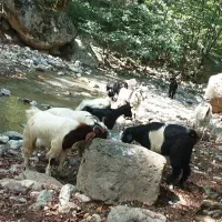 بزفروشی سرحال واسه کشتن ونگه داری