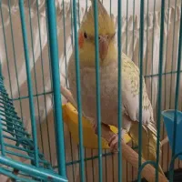 عروس هلندی ماده مولد۱۴۰۰