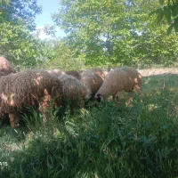 بره‌نر‌‌‌.دقایقی‌پیش‌در‌رابر