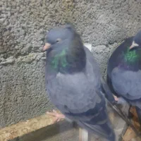 سبز دوخط آبادانی|پرنده|بندر ماهشهر, |دیوار