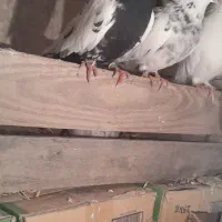 چیل مایا فراری