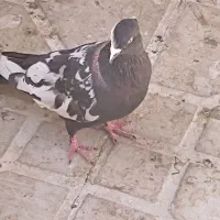 کبوتر سینه سیاه|پرنده|فسا, |دیوار