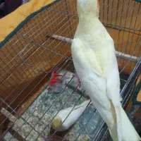 عروس هلندی