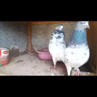 کبوتر پروازی کفتر پرشی مسابقه ایی