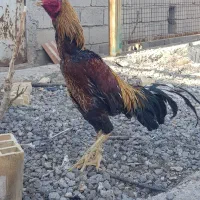 خروس لاری|حیوانات مزرعه|مشگین شهر, |دیوار