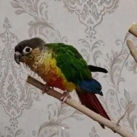 طوطی گرینچیک|پرنده|نجفآباد, باغ ملی|دیوار