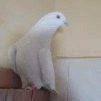 کفتر خوب تزئینی مرغ عشق قناری  معاوضه