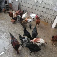 بخاطررجابجایی حراج کردم
