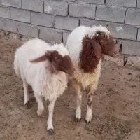 تعدادی بره نر فروش