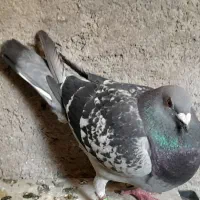 یه جفت پلاکی سرحال