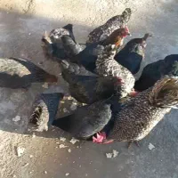 سلام مرغ وخروس