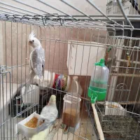 عروس هلندی مولد