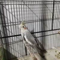 عروس هلندی لوتینو طوطی