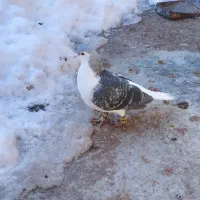 کبوتر|پرنده|مشهد, شهید قربانی|دیوار