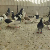 کفتر ماده درجه یک