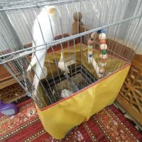 یه جفت عروس هلندی
