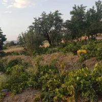 فروش باغ انگور و درختان میوه و زمین کشاورزی|فروش دفتر صنعتی، کشاورزی، تجاری|خنداب, |دیوار