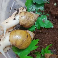 حلزون اچتینا