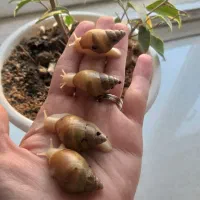 حلزون.پت خانگی|خزنده|قرچک, مهدیه|دیوار