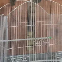 کوتوله برزیلی جفت نرو ماده