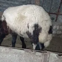 بره ماده کشتاری