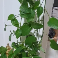 گل طبیعی|گل و گیاه طبیعی|گلبهار, شهر جدید گلبهار|دیوار