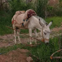 الاغ جوان چهار ساله
