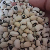 لوبیا|خوردنی و آشامیدنی|دره شهر, |دیوار