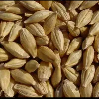 خرید گندم  و جو  دامی|حیوانات مزرعه|قروه, |دیوار