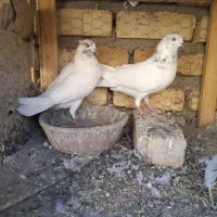 جفت کله دار ارسالی کبوتر|پرنده|کاشان, پشت شهربانی|دیوار