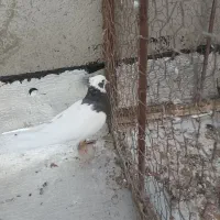 طوقی سیاه ماده|پرنده|شال, |دیوار