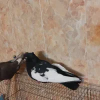 ی جفت سینه سیاه و قهوه ای|پرنده|صدرا-فارس, فاز ۲|دیوار